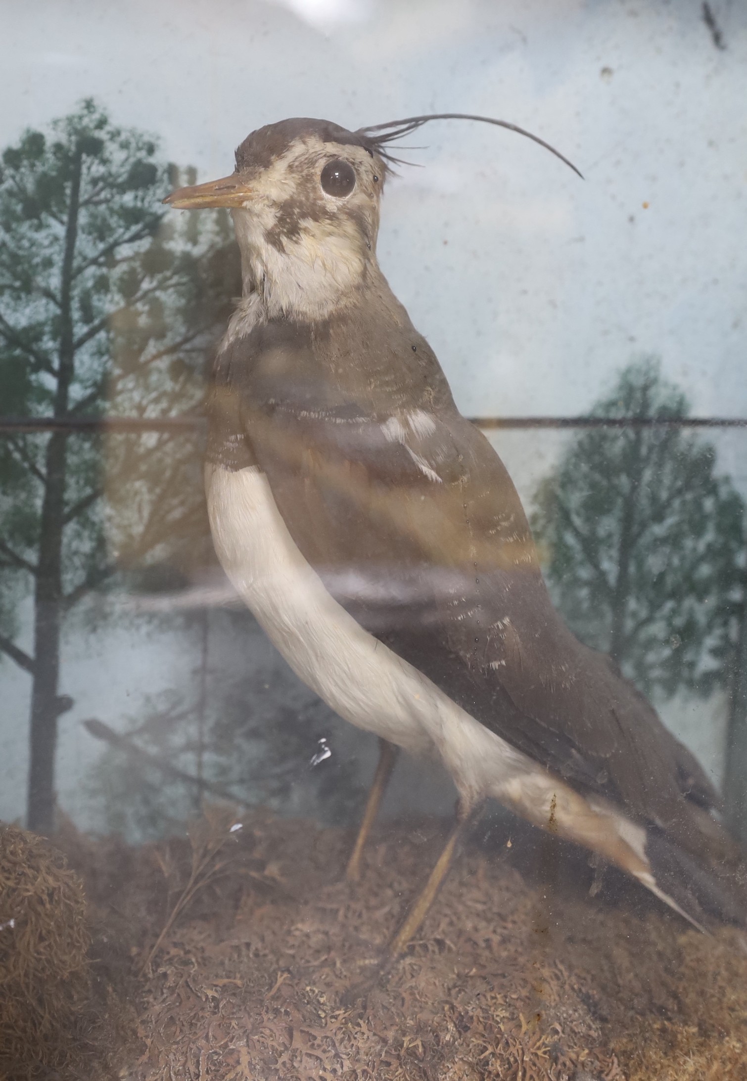 Taxidermy: An early 20th century group of two lapwings, In a glazed case, 52cm wide